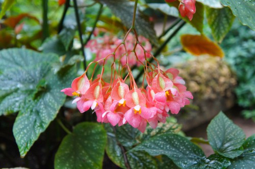 How to grow Begonias