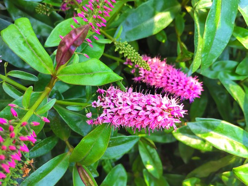 Buddleia Davidii  'Pink Delight' has pink flowers that are orange-eyed. The full plant will reach a maximum of 4 meters so is another large variety. 