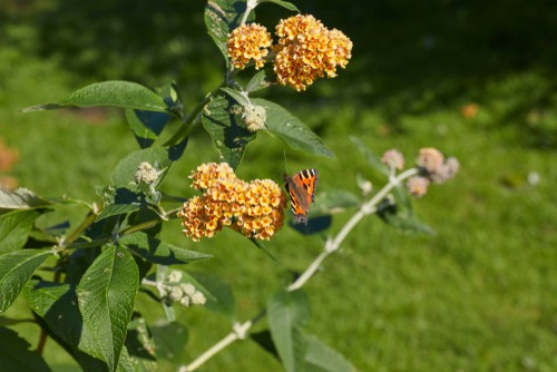 Buddleia problems. Budldeia don't have mamny problems but can be effected by spider mites and aphids or suffer from root rot from water logged soils. 