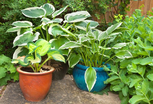 Choosing a pot for Hostas