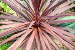 Cordyline pests and problems. There are two types of pests that might affect your cordylines. The first is spider mites and the second is thrips.