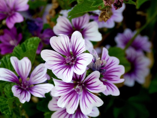 Pruning Lavatera - When and How To Prune Lavatera