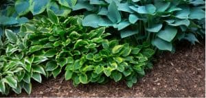 Dividing hostas - how and when to divide hostas