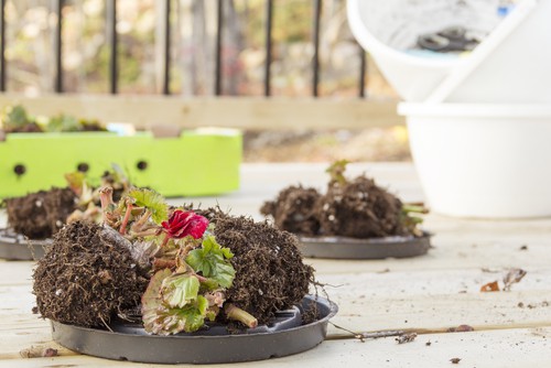 Dividing begonia tubers