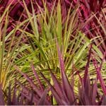 Growing Cordylines