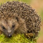 If you want to know how to attract hedgehogs into your garden then we have some great tips including providing the right environment, giving them and shelter and more