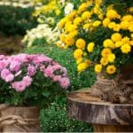 Learn how to grow chrysanthemums from choosing the right types, planting, overwintering, taking cuttings, pruning and more. Caring for chrysanthemums. Learn more