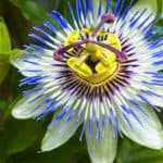 Passion flowers are one of the most stunning climbers and in this article, we look at how to grow passion flowers and include lots of care tips and more