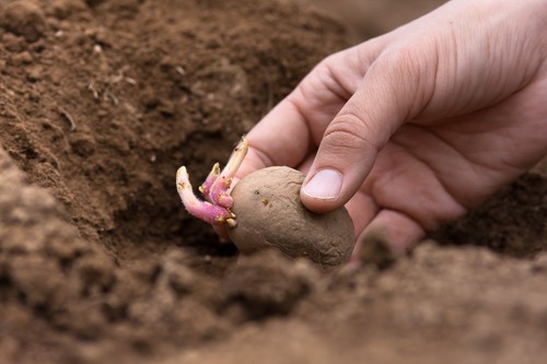 How to grow seed potatoes for christmas