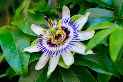 How to plant passion flowers