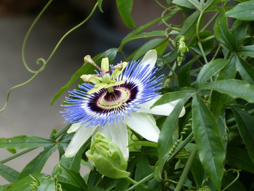 Training a newly planted passion flower