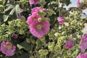 Lavatera - sowing seeds and taking cutting