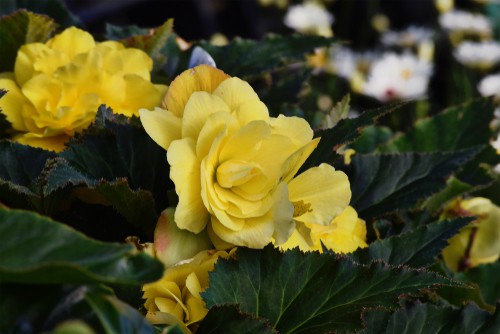 Non-stop begonias (Ideal for containers)