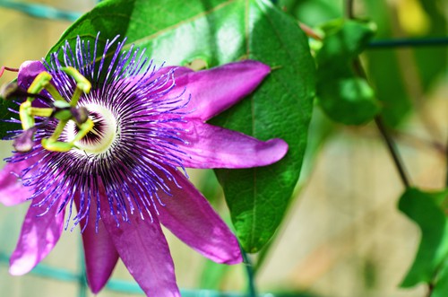 Passiflora Amethyst offers large purple flowers with central filaments of purple, blue and white appear from July to September flowers, as they age, get deeper and richer in tone. This is a deciduous variety which is hardy and will grow well in a sheltered position in full sun or partial shade.