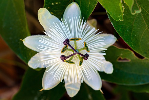 Passiflora Constance Elliot is white hardy variety but the blooms are heavily fragrant and grow well in in a sheltered position in the ground as well as containers. 