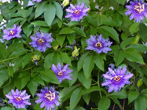 Where to position a passion flowers in containers