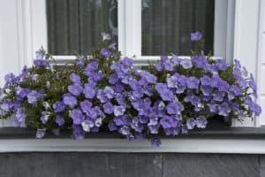 Window box planted with petunias