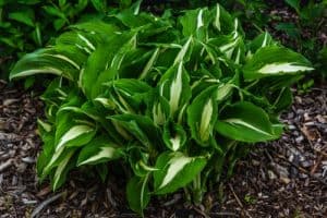 How to propagate hostas