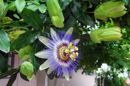 propagating passion flowers from cutting