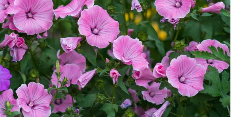 Pruning lavatera - how and when to prune lavatera