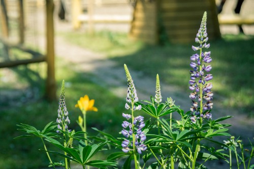 When to take basal cutting - take basil cutting around April