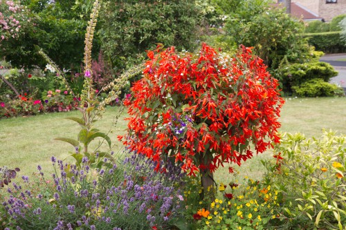 Trailing begonias (Best for hanging baskets)