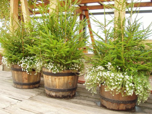 Real Christmas trees growing on large barrel planters