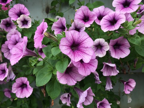 Growing lavatera - Planting, Care, Feeding and More | Pyracantha.co.uk
