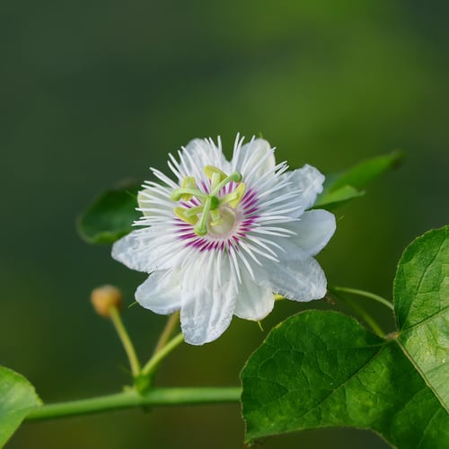 Where to plant passion flowers