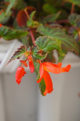 begonia million kisses have a semi-trailing design making them perfect for large containers or hanging baskets.