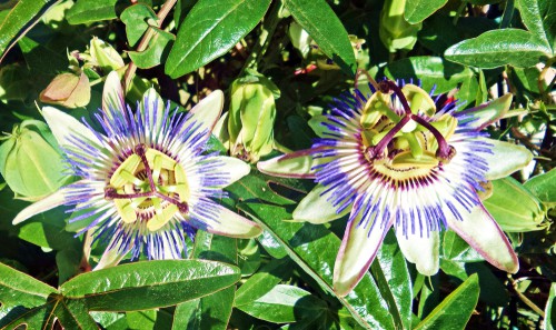 planting and choosing a pot for passion flowers