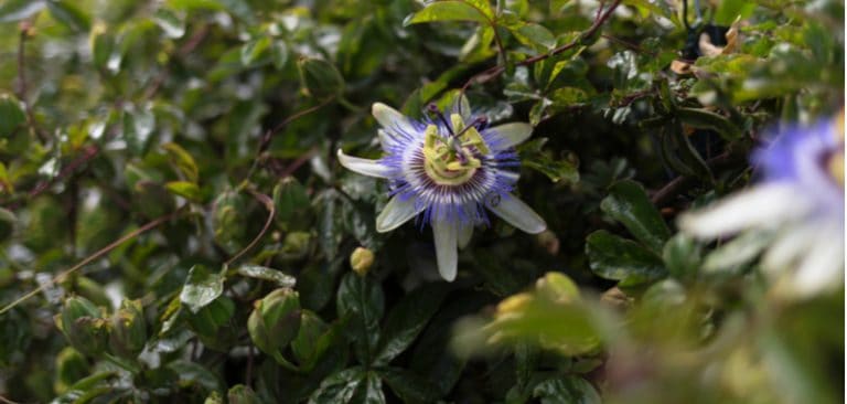 Can You Take Cuttings From Passion Flower