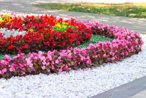 Planting begonias outdoors