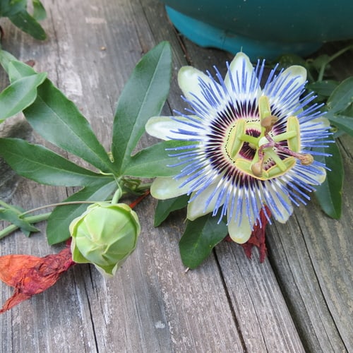 When to take passion flower cuttings