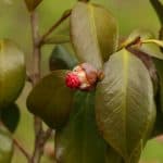 Camellias are mostly problems free but they can be affected by non-flowering, bud drop, yellowing leaves, black or white leaves and root rot. Learn more