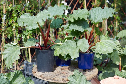 caring for rhubarb grown in pots. Water regularly and feed in spring.
