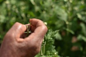 Deadheading chrysanthemum to promote more flowers