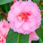 One of the best ways to grow Camellias is by growing camellias in pots. Read our guide on planting, choosing the right compost, watering, feeding and more.
