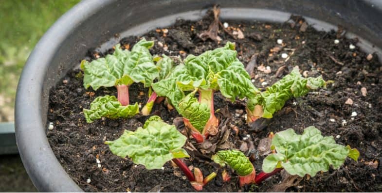 Growing Rhubarb In Pots Planting Cropping And General Care