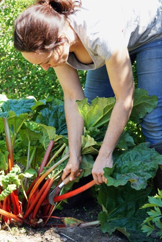 How to harvest rhubarb. harvest when stems are around 30cm tall and only remove up to 50% of the stems each year
