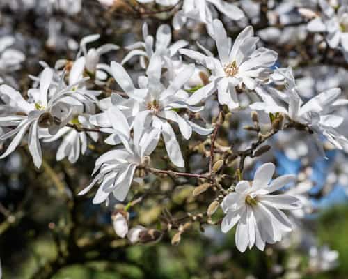 Planting a magnolia stellata in a container