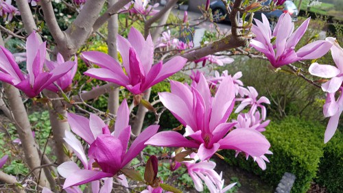 Another variety is the Magnolia Susan which reaches a full mature height and spread of around 3 meters when grown in the ground and much smaller in containers.