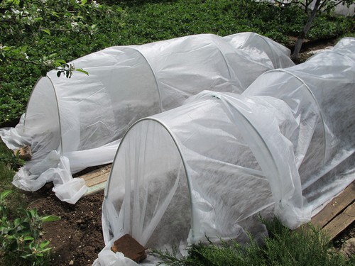 Miniature polytunnels used to protect plants from frost