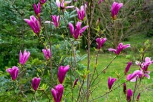 Pruning deciduous magnolias