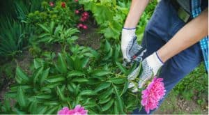 Pruning tree peonies. Tree peonies require very little pruning but pruning tree peonies can help encourage more flowers, form more compact plants and control the size. Learn more now