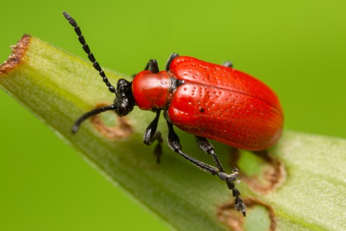 SCARLET LILY BETTLE. The biggest issue you're going to face in terms of pests and problems is the Red Lily Beetle and their grubs which can strip all the foliage from your Lilies and will even eat the buds and flowers.