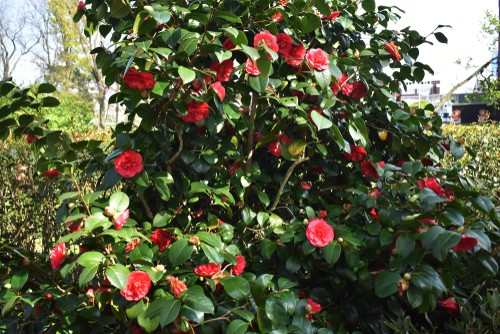 what causes camellias to not flower