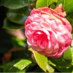 When and what to feed camellias