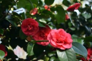 When And What To Feed Camellias & Feed Recommendations | Pyracantha.co.uk