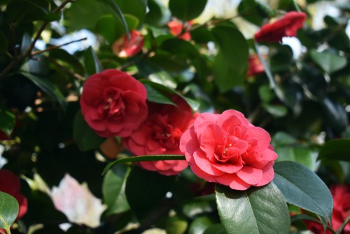 when to feed camellias. feed in spring after flowering and then every 3 weeks over summer with a liquid feed.